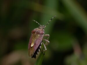 Hondingo88 Bug