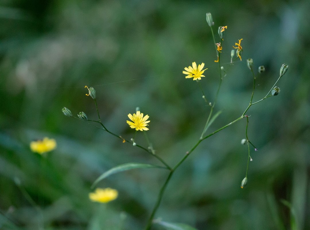 How to Register Lcfgamevent