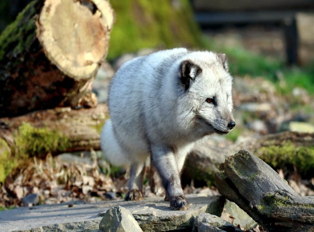 Mopfell78 Version Pc